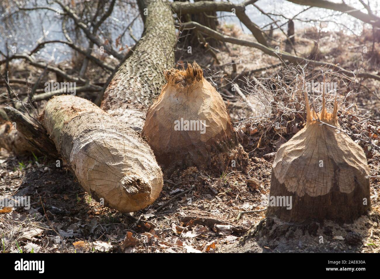 Bäume abgeholzt von Biber und ihre scharfen Zähne. Tierische Technik. Stockfoto