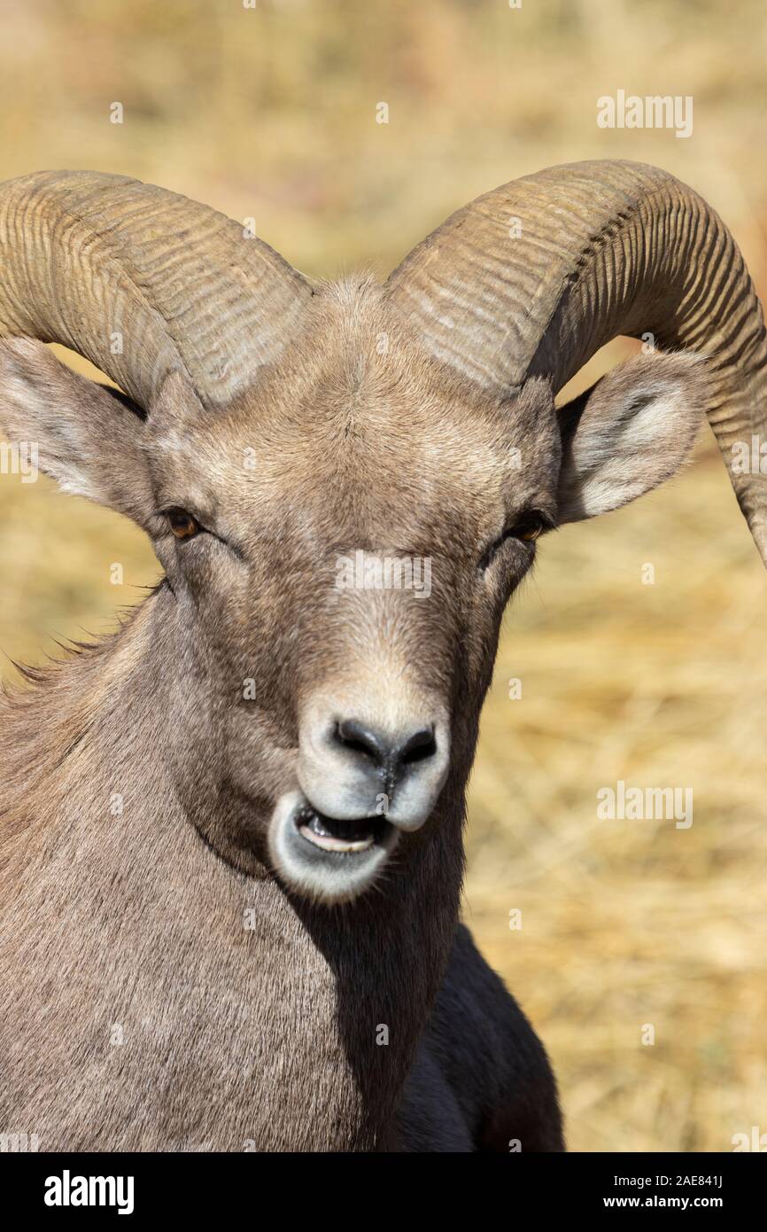 Bighorn Schafe Herde mit grossen Rams butting Heads mit einer Herde von Schafen suchen nach Essen und beobachtete die Aktion Stockfoto