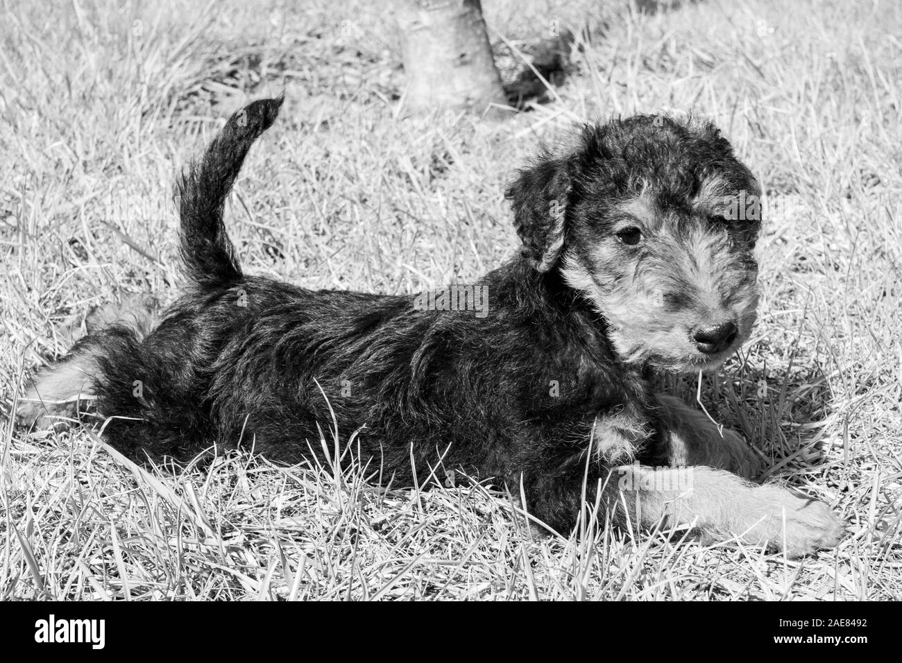 Hund. Welsh Terrier Welpen, nett, liebenswert pet. Stockfoto