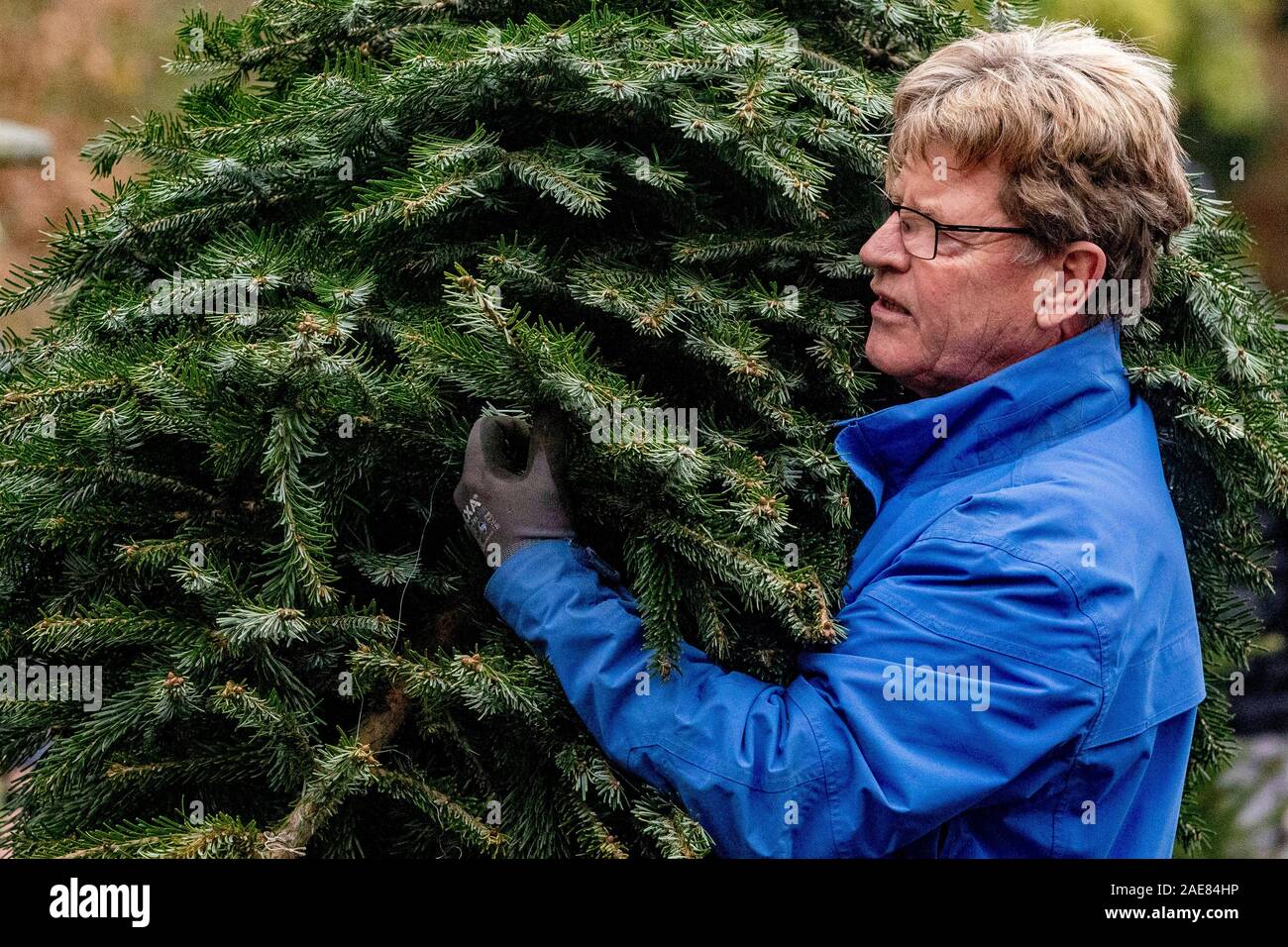 Voorschoten, Niederlande. 07 Dez, 2019. VOORSCHOTEN, Landgoed Duivenvoorde, 07-12-2019, Je frischer Sie Ihren Weihnachtsbaum, je länger ihr Weihnachtsbaum schön bleibt. Und was könnte frischer sein als Sägen, Schneiden oder graben Sie Ihren eigenen Weihnachtsbaum? Heutzutage kann man in immer mehr Orten in der Geist der Weihnacht, indem Sie Ihren eigenen Weihnachtsbaum und durch Sägen erhalten können. Es ist nicht nur eine Spaß-Familie Outing, aber sie geben auch die Natur eine helfende Hand. Credit: Pro Schüsse/Alamy leben Nachrichten Stockfoto
