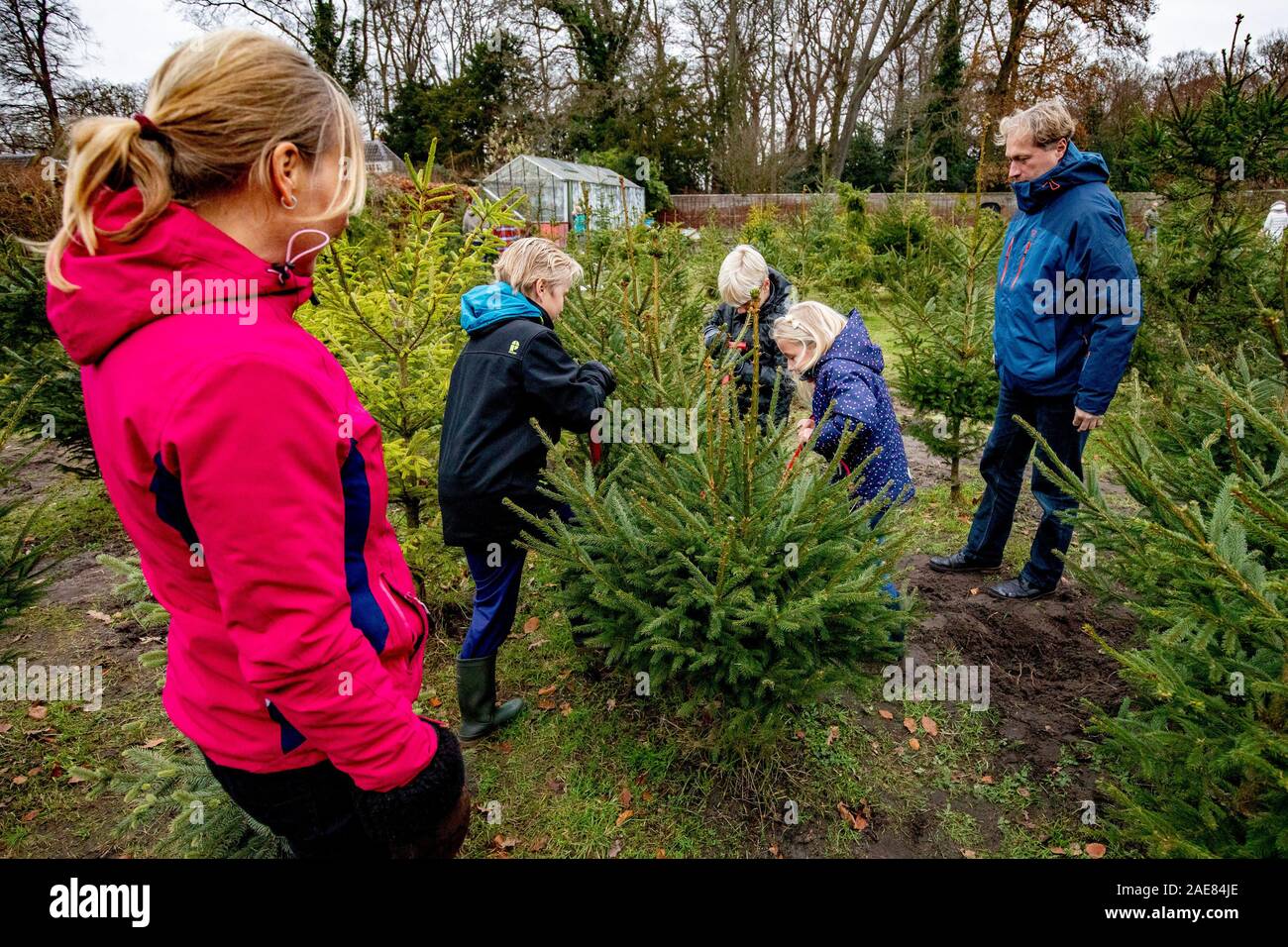 Voorschoten, Niederlande. 07 Dez, 2019. VOORSCHOTEN, Landgoed Duivenvoorde, 07-12-2019, Je frischer Sie Ihren Weihnachtsbaum, je länger ihr Weihnachtsbaum schön bleibt. Und was könnte frischer sein als Sägen, Schneiden oder graben Sie Ihren eigenen Weihnachtsbaum? Heutzutage kann man in immer mehr Orten in der Geist der Weihnacht, indem Sie Ihren eigenen Weihnachtsbaum und durch Sägen erhalten können. Es ist nicht nur eine Spaß-Familie Outing, aber sie geben auch die Natur eine helfende Hand. Credit: Pro Schüsse/Alamy leben Nachrichten Stockfoto