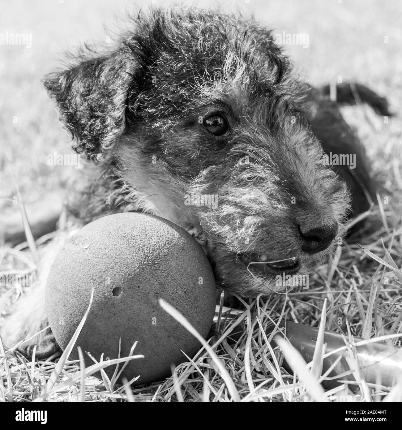 Hund. Welsh Terrier Welpen, nett, liebenswert pet. Stockfoto