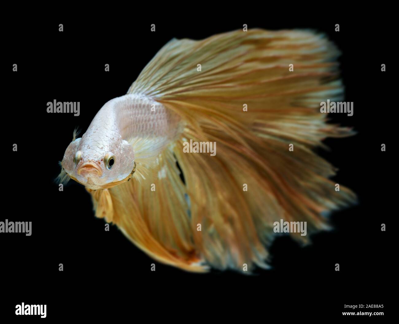 Silber Gold lange half moon Betta Fisch oder Siam kämpfenden Fisch mit schwarzen Hintergrund. Stockfoto