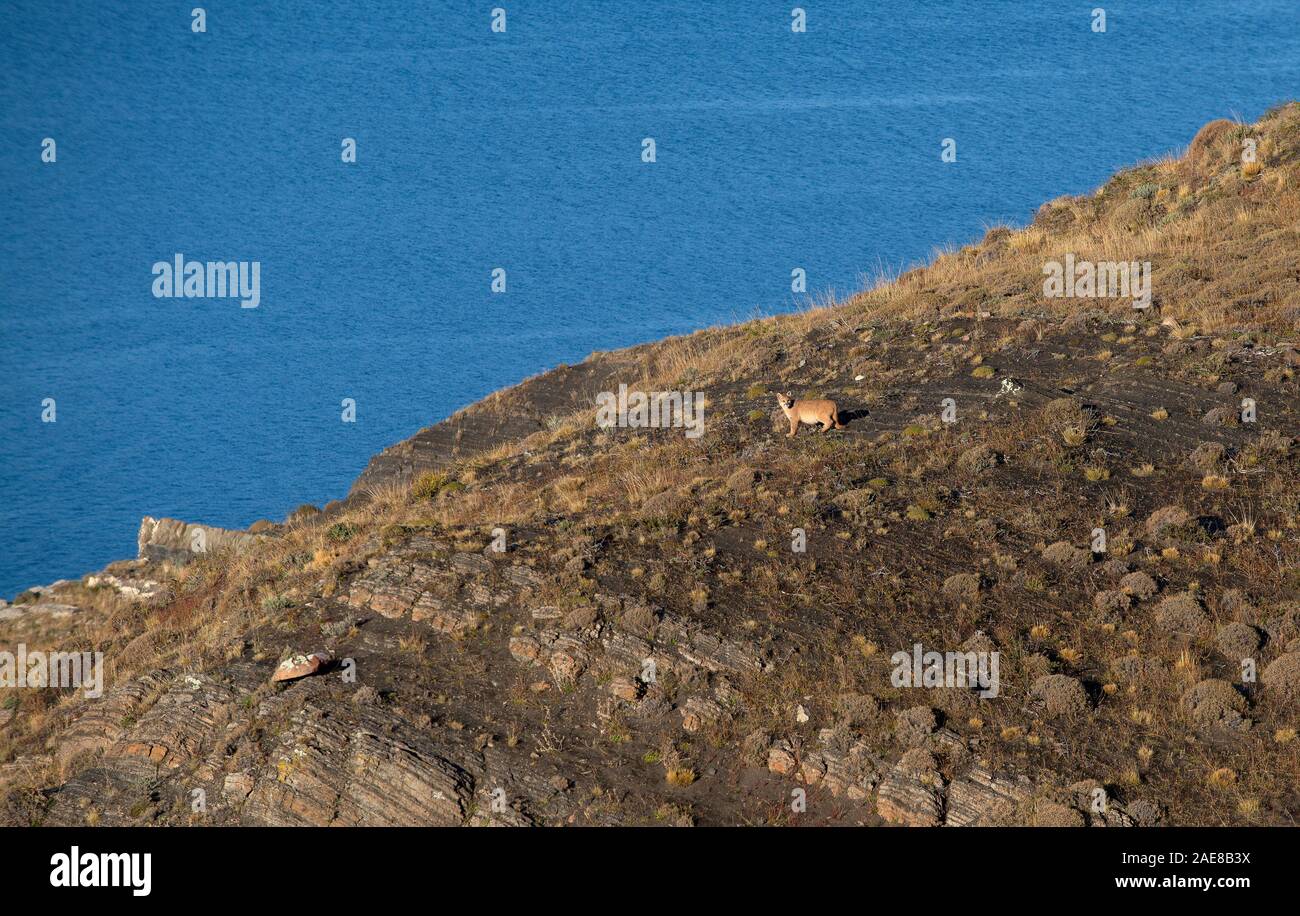 Juvenile patagonischen Puma zu Fuß über die Hügel in Richtung Lago Sarmiento. Stockfoto