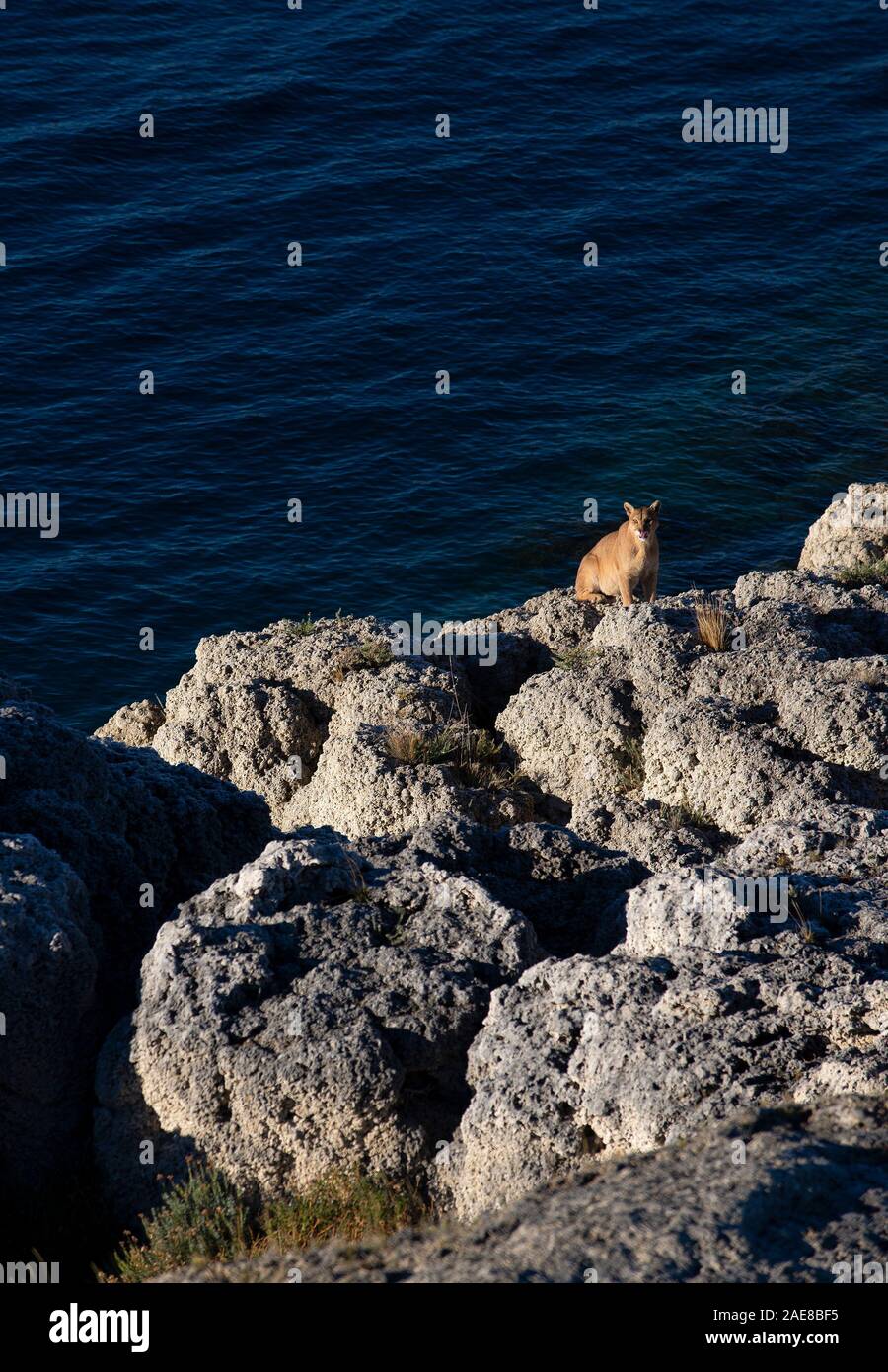 Erwachsene Frau patagonischen Puma sitzen am Rande des Sees nach dem Trinken Stockfoto