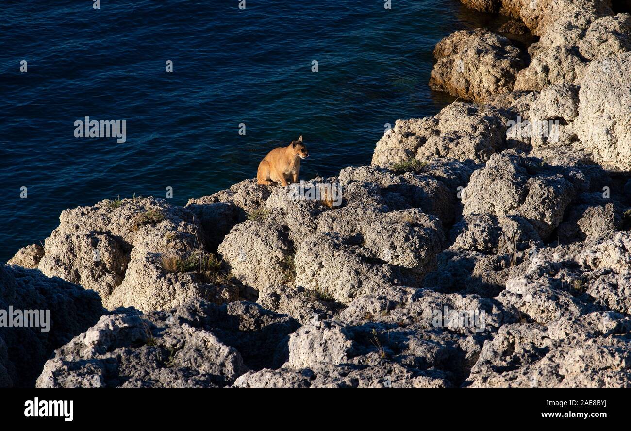 Erwachsene Frau patagonischen Puma sitzen am Rande des Sees nach dem Trinken Stockfoto