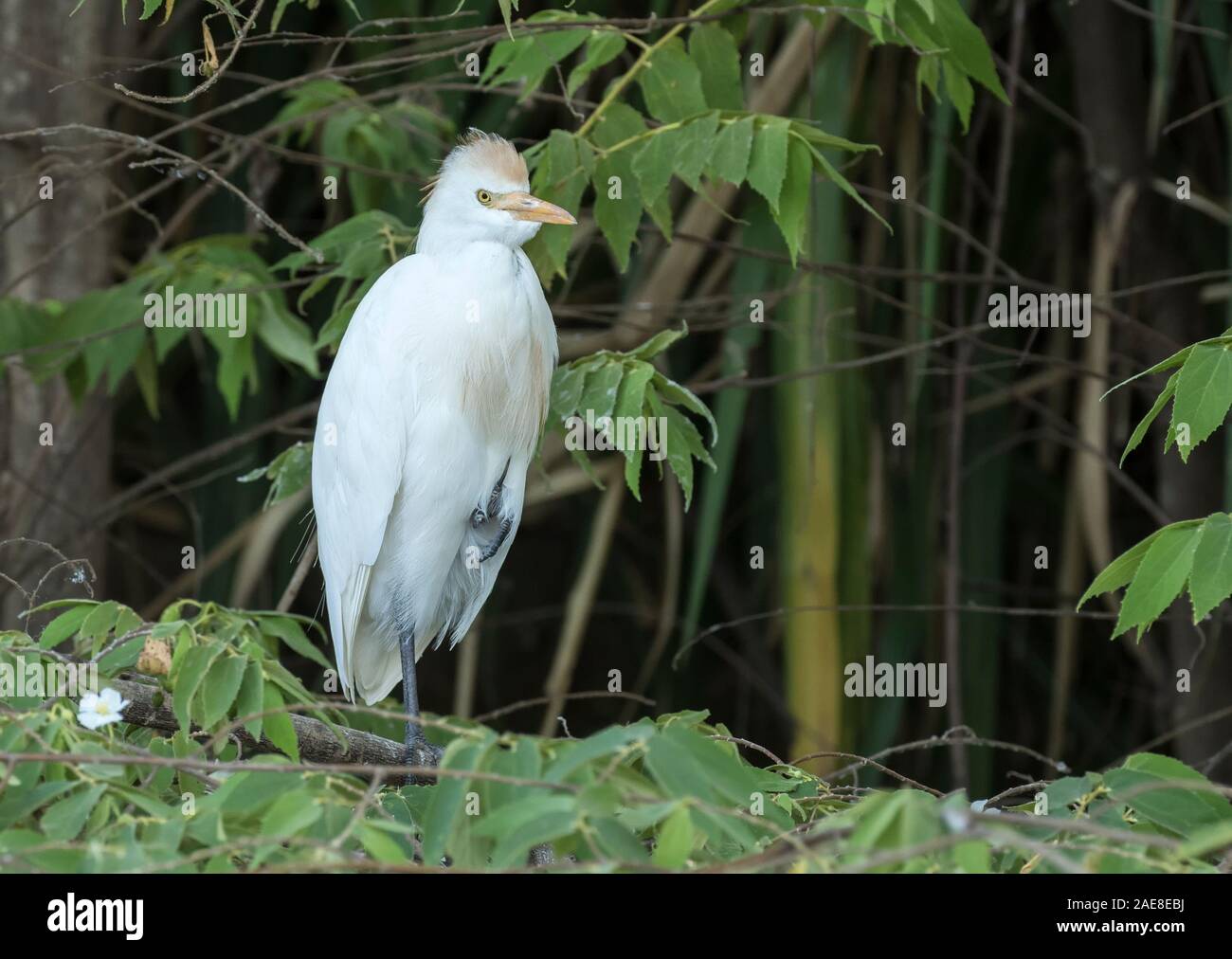 Kuhreiher Stockfoto Kuhreiher Stockfoto
