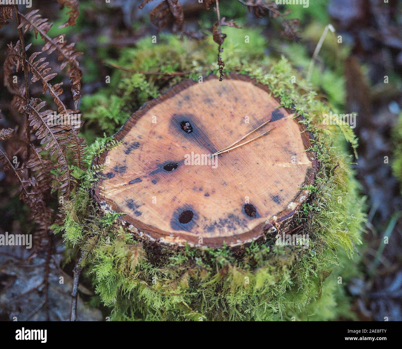 Tunnel von woodboring Käfer uk Stockfoto