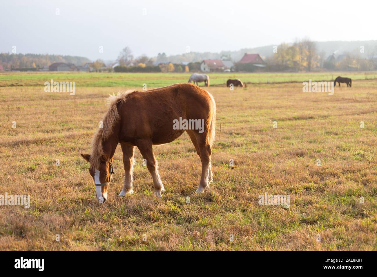 Pferd in das Feld ein. Herbst Landschaft mit der Landschaft in den sonnigen Herbstnachmittag mit Pferden, Weide und Häuser Stockfoto
