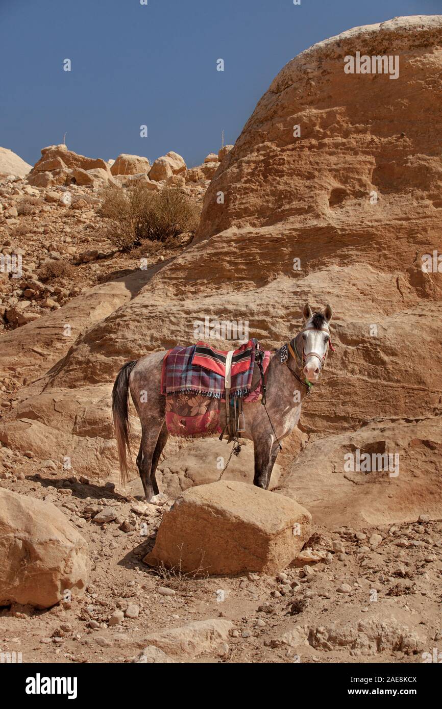 Pferd für Touristen Transporte in der Nähe von Petra Tal. Jordanien, Petra Stockfoto