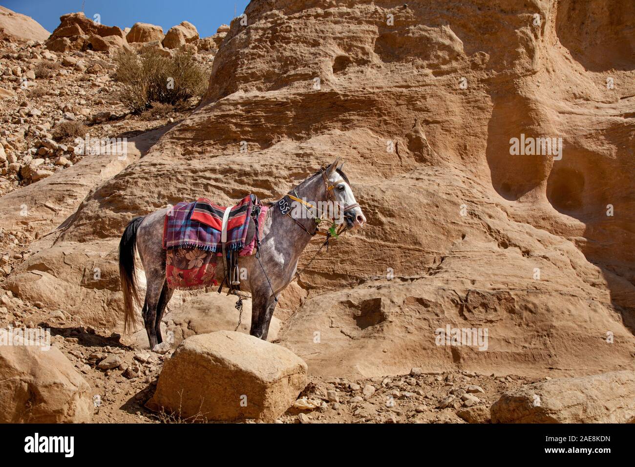 Pferd für Touristen Transporte in der Nähe von Petra Tal. Jordanien, Petra Stockfoto