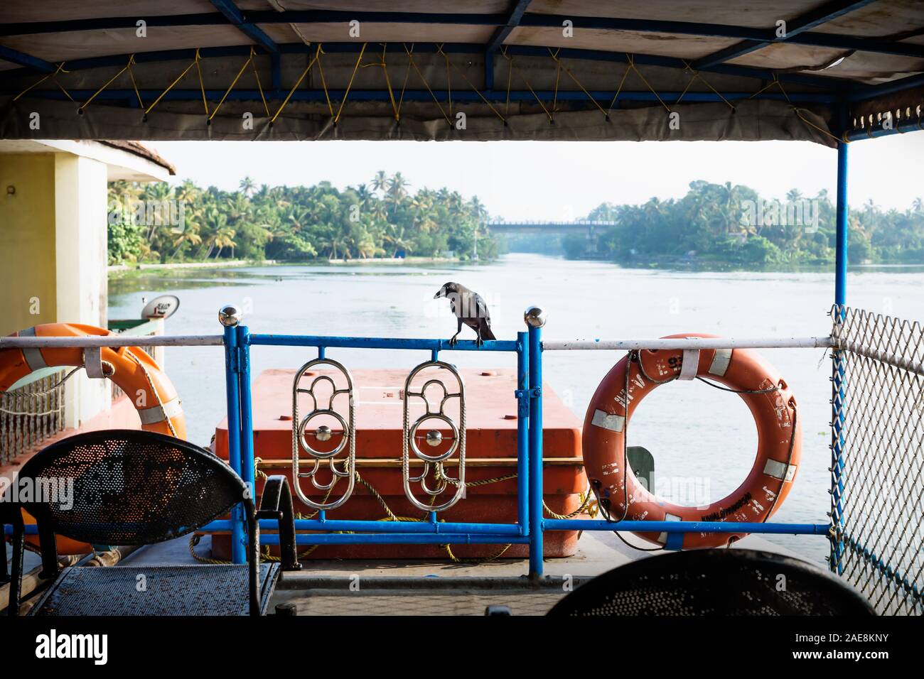 Krähe auf Deck der Fähre auf kollam kottapuram Wasserstraße Entlang der mit Palmen, Kerala, Indien Stockfoto