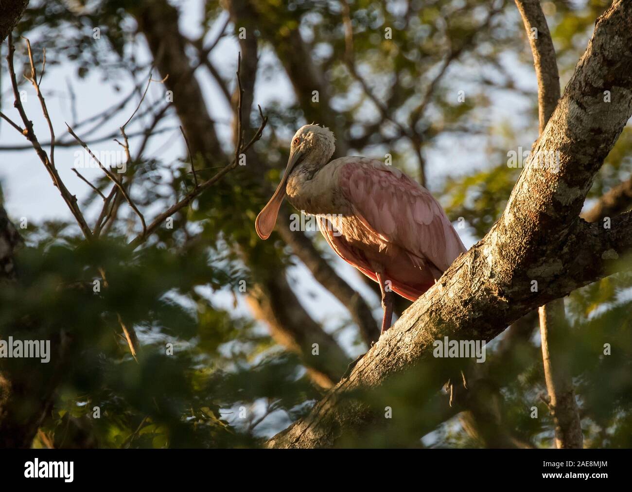 Rosalöffler im Baum Stockfoto