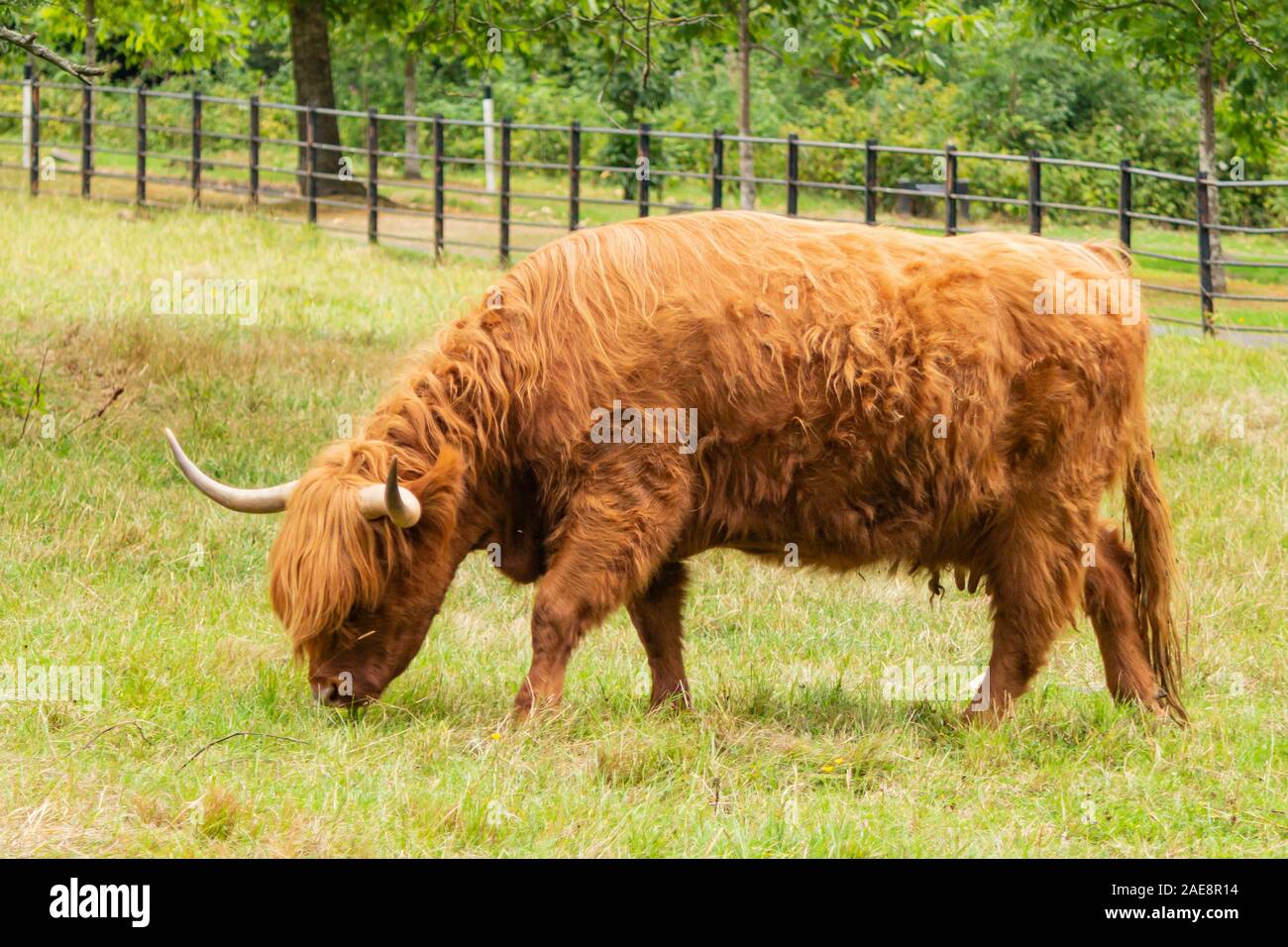 Ein Highland Kuh grasen in Pollok Country Park, Glasgow Stockfoto