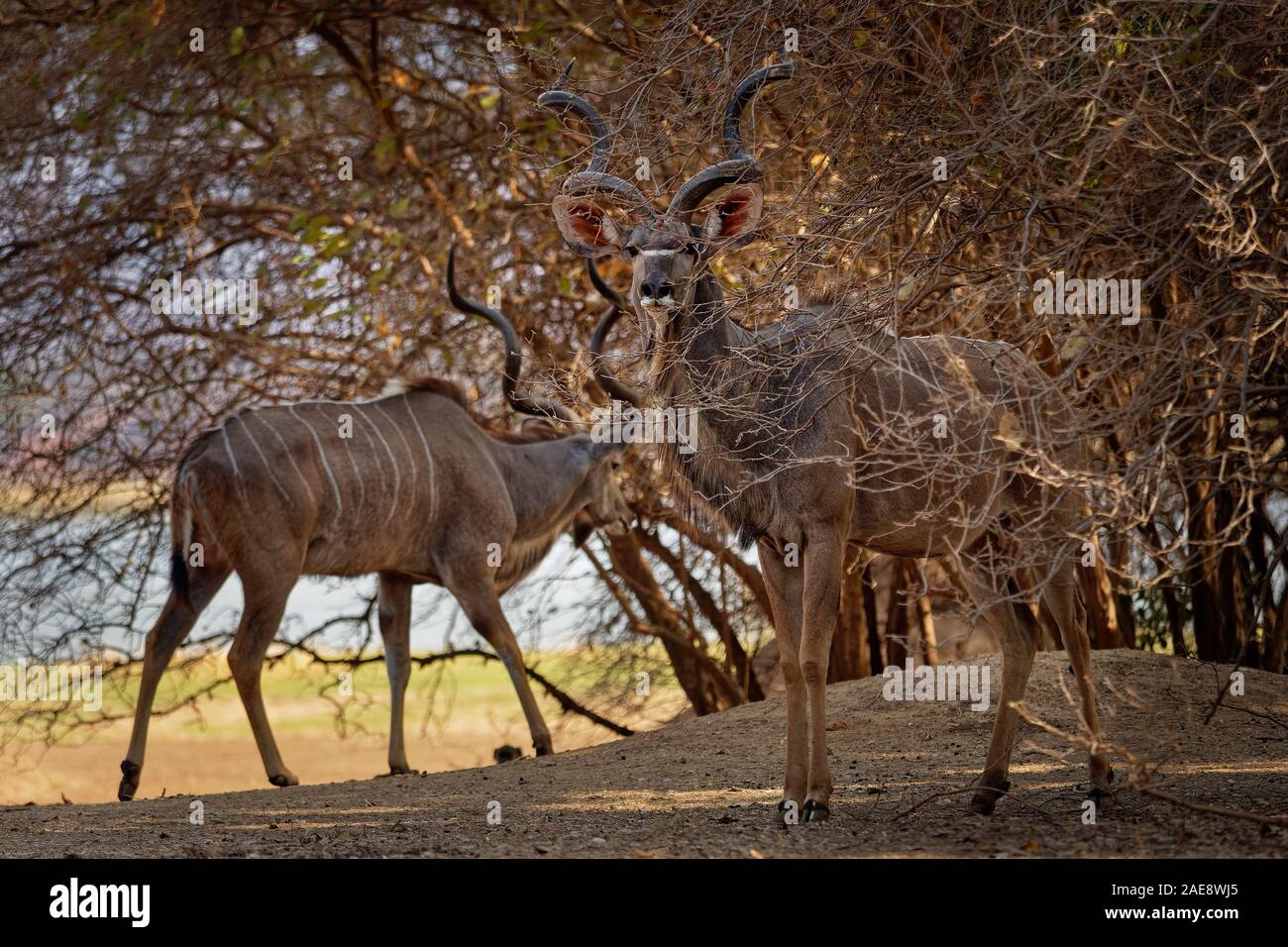 Kudus - Tragelaphus strepsiceros woodland Antilope im gesamten östlichen und südlichen Afrika. Stockfoto