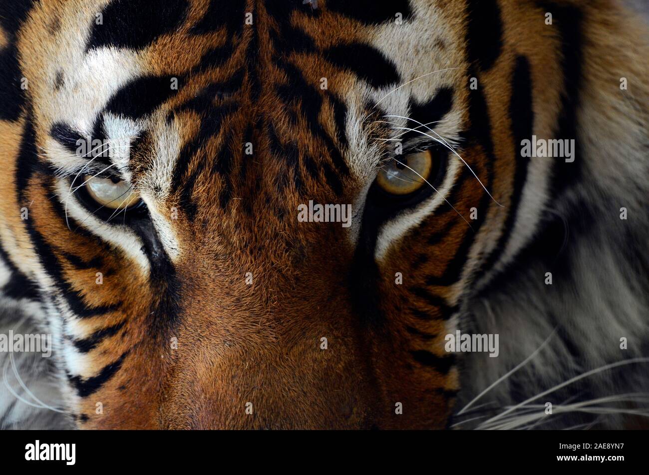 Malaiische tiger Panthera tigris Lormieri, einer vom Aussterben bedrohten Arten. Stockfoto