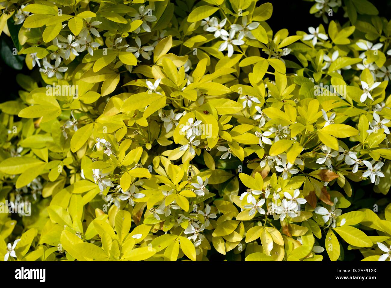 Choisya ternata Sundance, gelb gold Laub, goldene Blätter, weiße Blumen, blühenden, duftenden, Duft, Parfum, parfümierte, Sträucher, Evergreens, Bush, Büsche, RM Fl Stockfoto