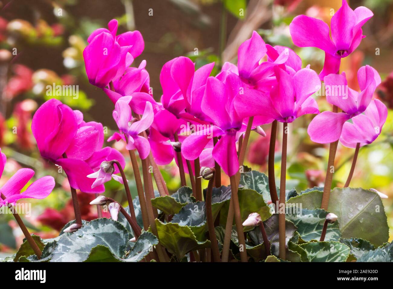 Cyclamen Pflanze in Blüte im Garten Stockfoto