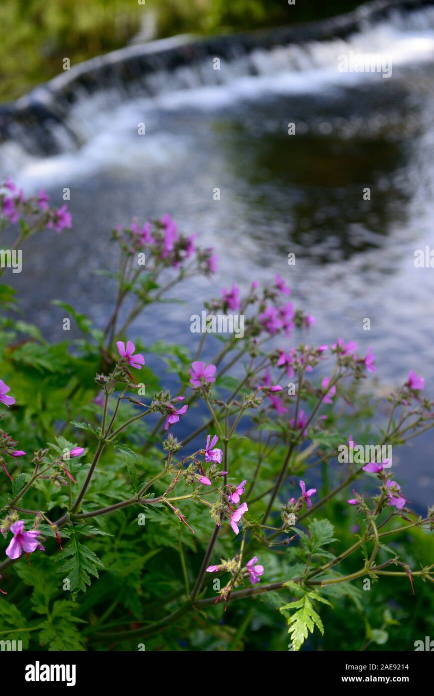 Geranium palmatum, rosa Magenta Blumen, Blüte, krautige Staude, Kanarische Insel, Geranien, RM Floral Stockfoto