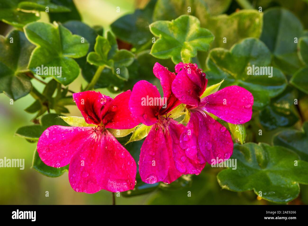Wunderschöne geranie Pflanzen in Blüte Stockfoto