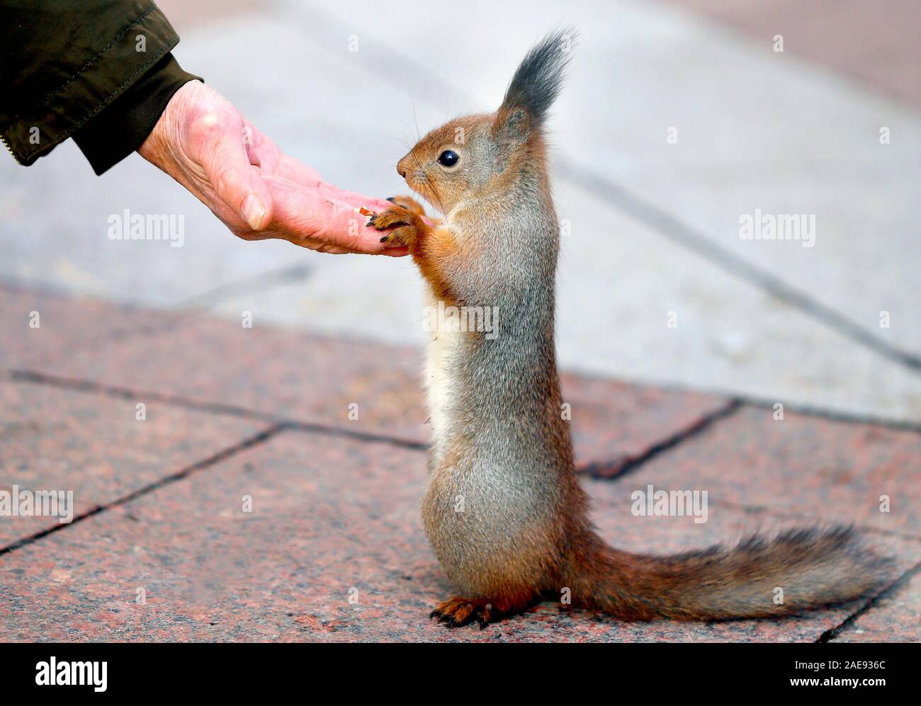 Foto Makro lustig flauschige Eichhörnchen essen von Muttern in Winter Park Stockfoto