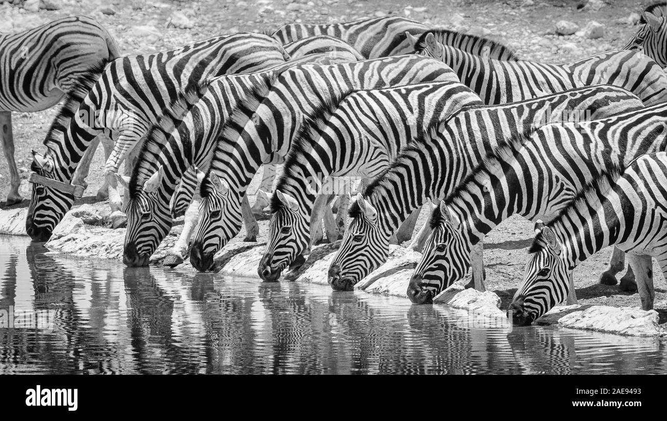 Herde Zebras trinken in B&W Stockfoto