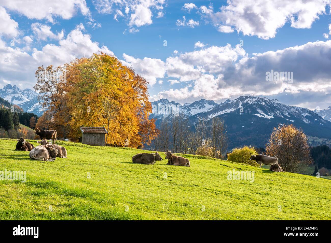 Kühe auf einer Alm, Bäume mit herbstlichen Laub, Berge Kleinwalsertal Tal auf der Rückseite, in der Nähe in Oberstdorf Stockfoto
