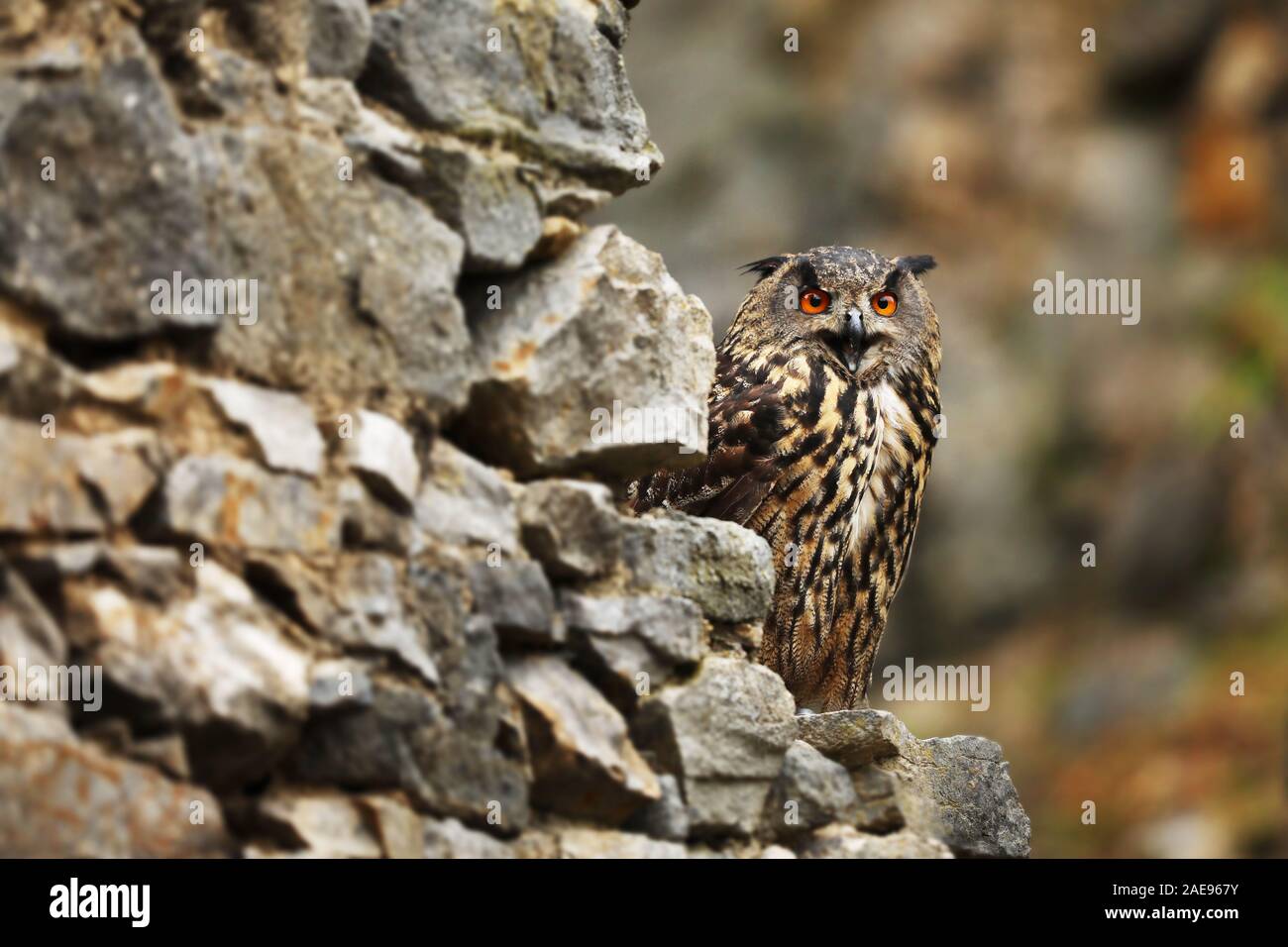 Einen großen braunen eared owl sitzt auf einer alten Steinmauer. Bubo bubo, aus der Nähe. Eurasischen Uhu Stockfoto