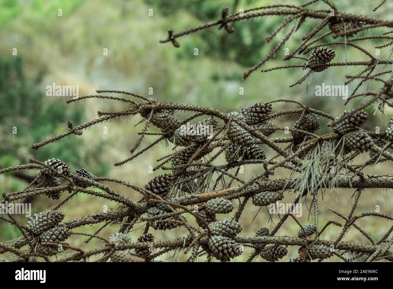 Tannenzapfen Stockfoto