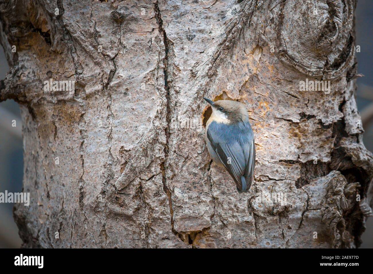Ein pygmäe Kleiber ist auf einem Baum in der Nähe von Coeur d'Alene, Idaho thront. Stockfoto