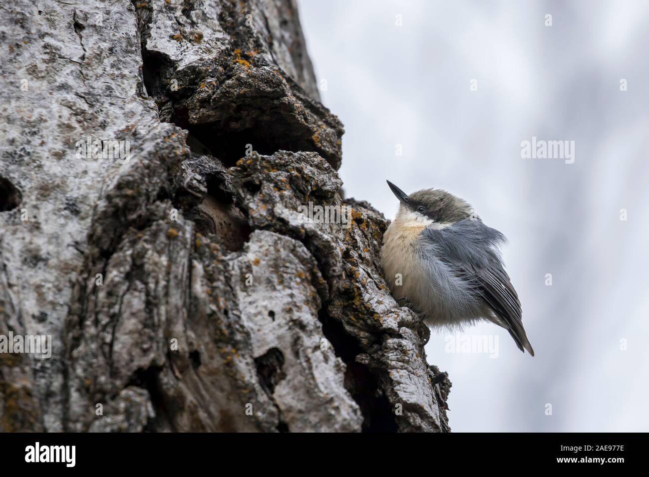 Ein pygmäe Kleiber ist auf einem Baum in der Nähe von Coeur d'Alene, Idaho thront. Stockfoto