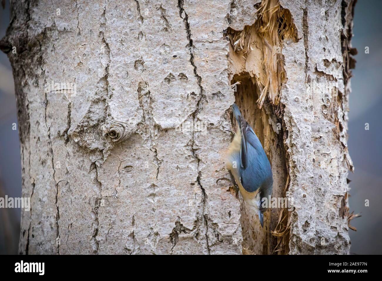 Ein pygmäe Kleiber ist auf einem Baum in der Nähe von Coeur d'Alene, Idaho thront. Stockfoto