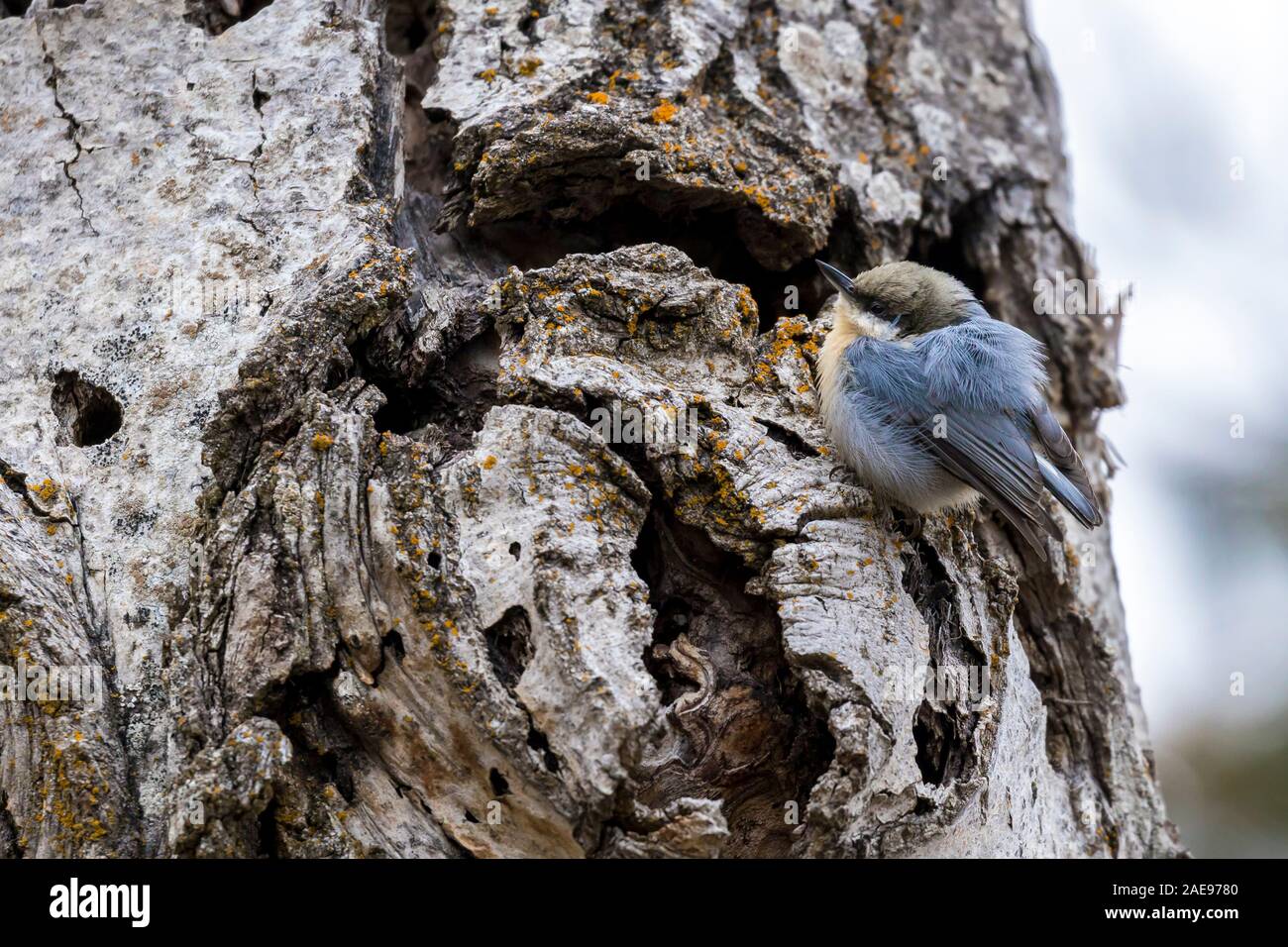 Ein pygmäe Kleiber ist auf einem Baum in der Nähe von Coeur d'Alene, Idaho thront. Stockfoto
