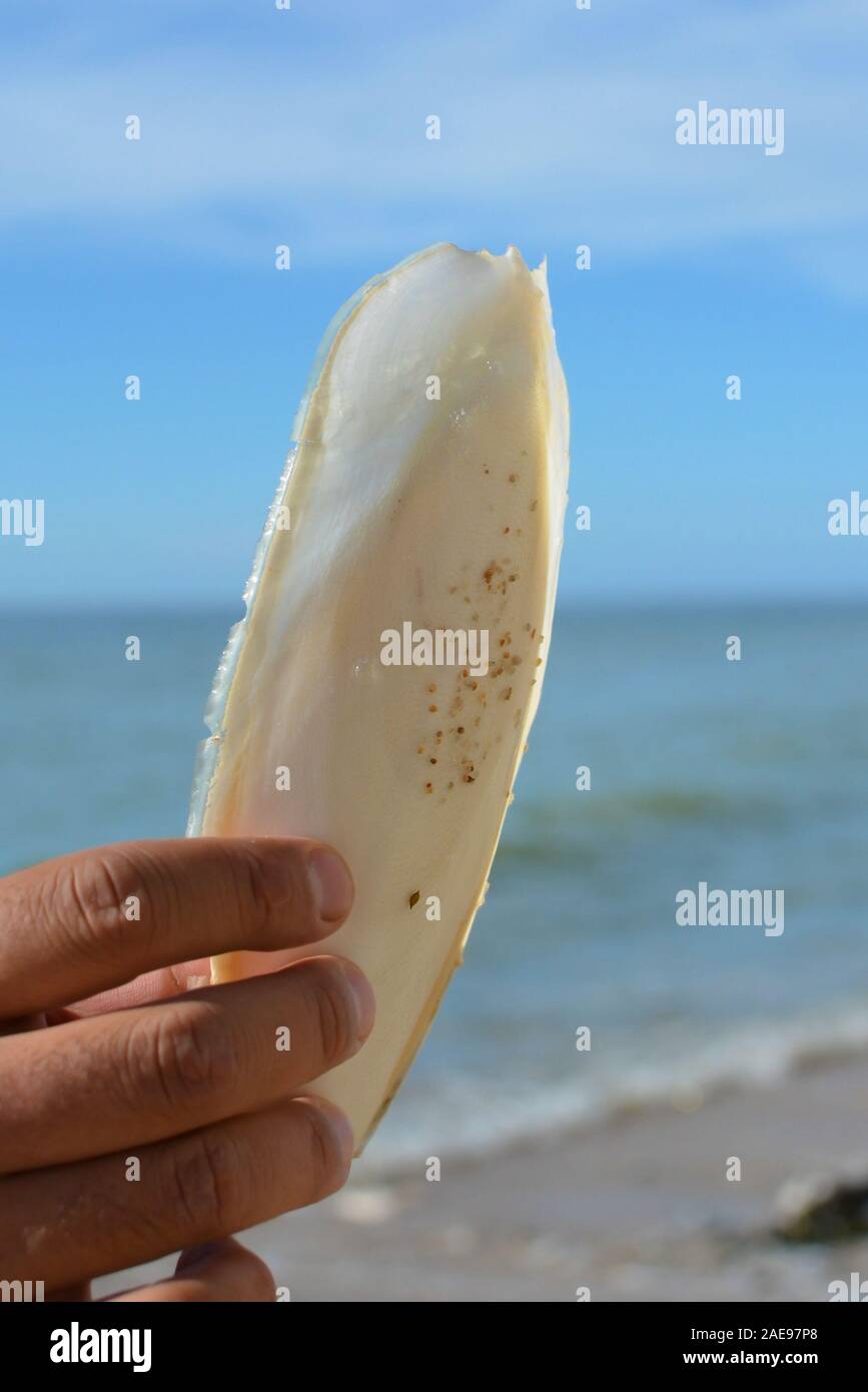 Hand, die große weiße Innere Schale cuttlebone von sepiidae Meer Tier vor Ozean Stockfoto