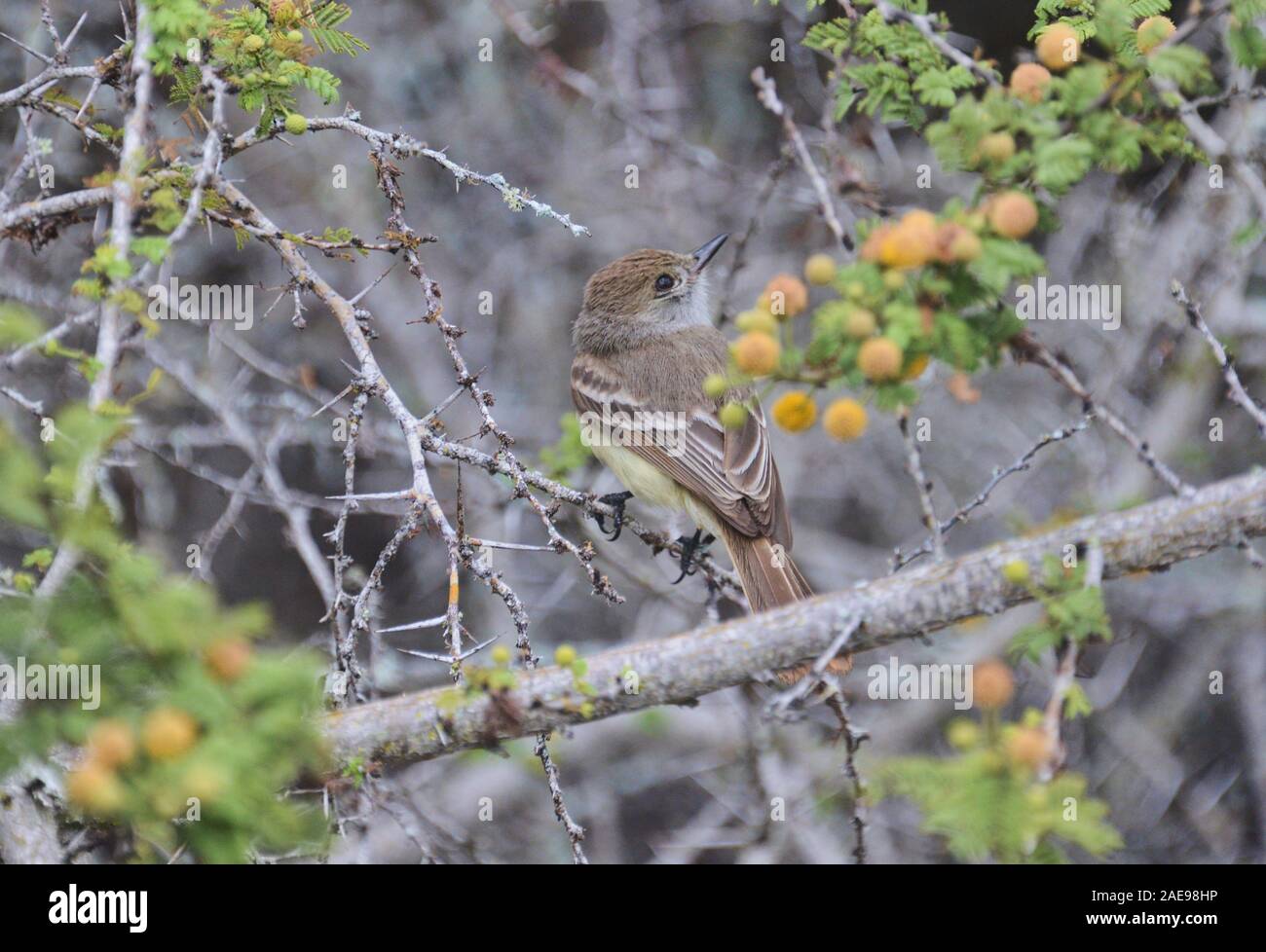 Yellow Warbler (Setophaga Petechien aureola), Isla Santa Cruz, Galapagos, Ecuador Stockfoto