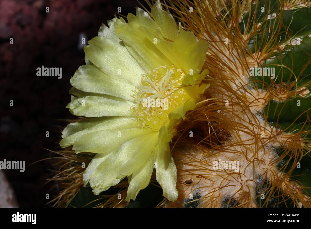 Parodia warsii ist ein Kurzsäulig Kaktus in der Regel solitär. Diese Sorte produziert große gelbe Blüten mit einem satin Sheen um die Krone der Anlage. Stockfoto