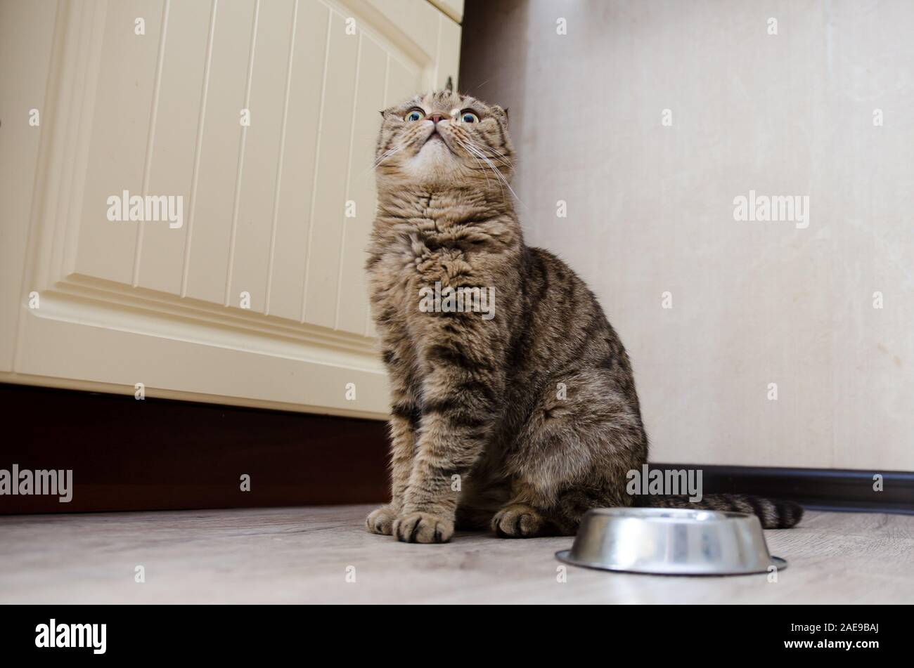 Scottish Fold Katze neben einem futternapf Warten auf das Essen Stockfoto