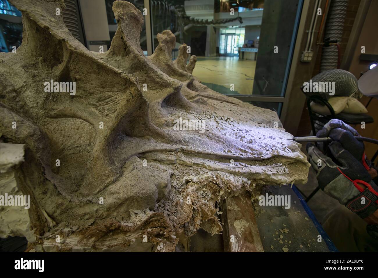 Dinosaurier Paläontologen fossile Knochen arbeiten Wissenschaft. Paläontologie wissenschaftliche Studie des alten Lebens, Fossilien, Dinosaurier und Evolution. Wissenschaft. Stockfoto