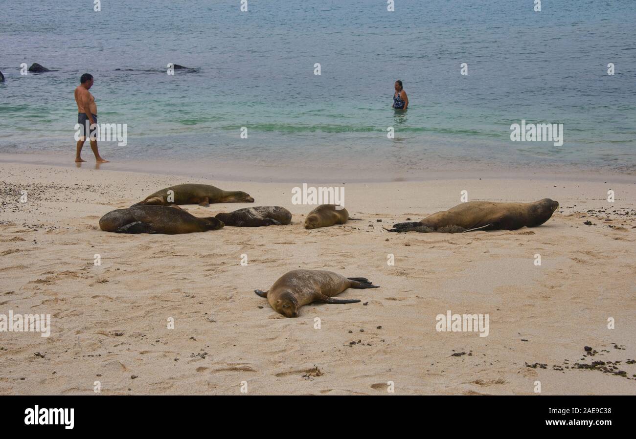 Seelöwen spielen, La Loberia, Isla San Cristobal, Galapagos, Ecuador Stockfoto