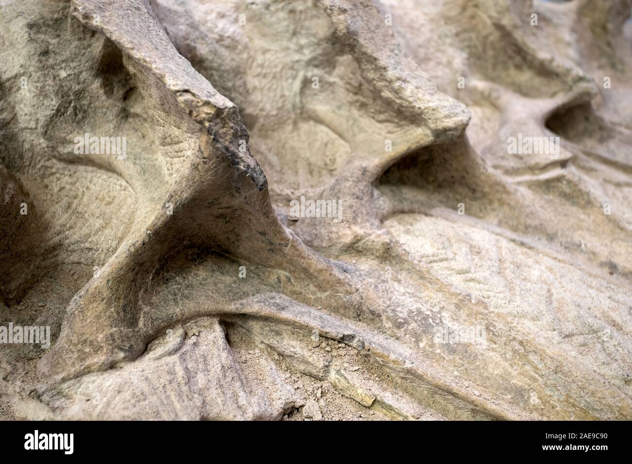 Dinosaurier Paläontologen fossile Knochen arbeiten Wissenschaft. Paläontologie wissenschaftliche Studie des alten Lebens, Fossilien, Dinosaurier und Evolution. Wissenschaft. Stockfoto