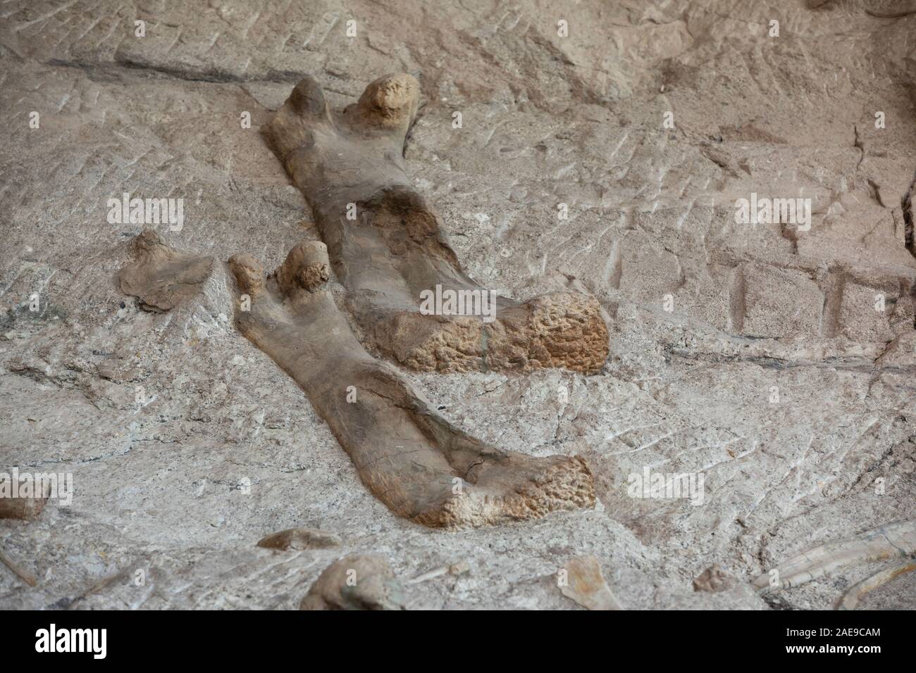 Dinosaurier Paläontologen fossile Knochen arbeiten Wissenschaft. Paläontologie wissenschaftliche Studie des alten Lebens, Fossilien, Dinosaurier und Evolution. Wissenschaft. Stockfoto