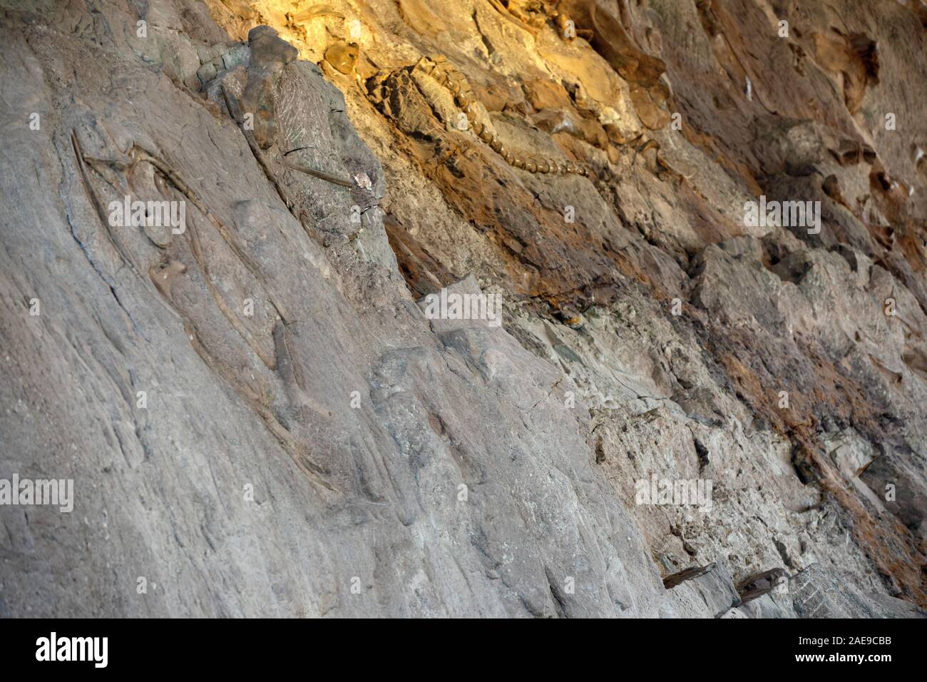 Dinosaurier Paläontologen fossile Knochen arbeiten Wissenschaft. Paläontologie wissenschaftliche Studie des alten Lebens, Fossilien, Dinosaurier und Evolution. Wissenschaft. Stockfoto