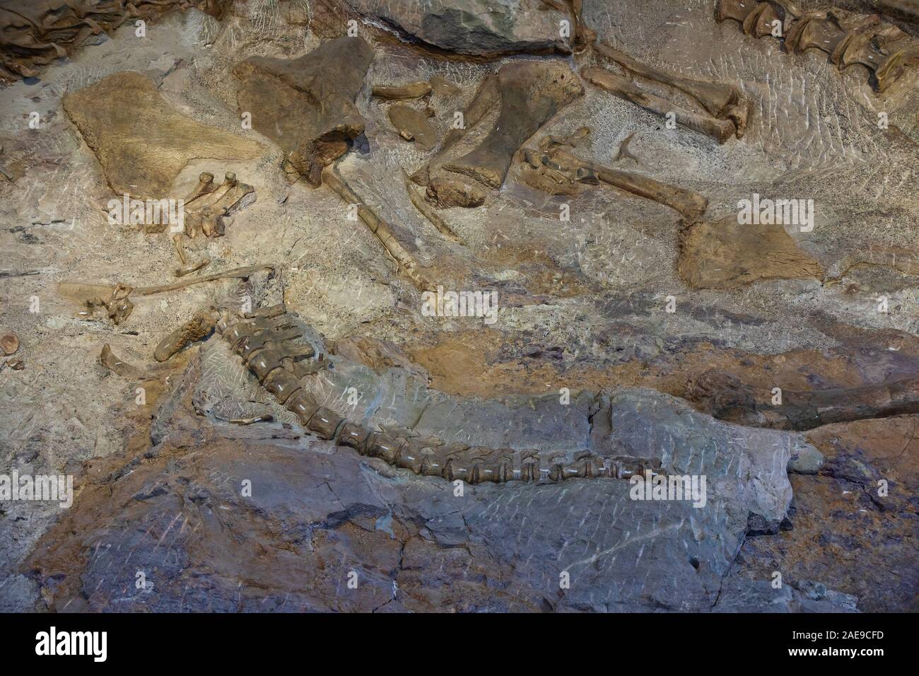 Dinosaurier Paläontologen fossile Knochen arbeiten Wissenschaft. Paläontologie wissenschaftliche Studie des alten Lebens, Fossilien, Dinosaurier und Evolution. Wissenschaft. Stockfoto