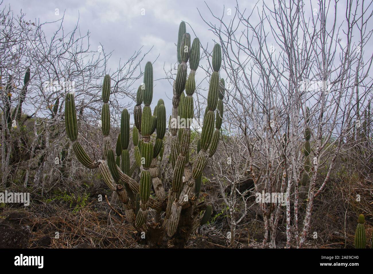 Opuntia Kakteen, San Cristobal, Galapagos, Ecuador Stockfoto