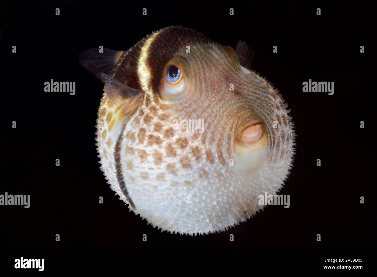 Schwarz - gesattelt Toby, Canthigaster Valentini, defensiv verhalten, Tulamben, Bali, Indonesien Stockfoto