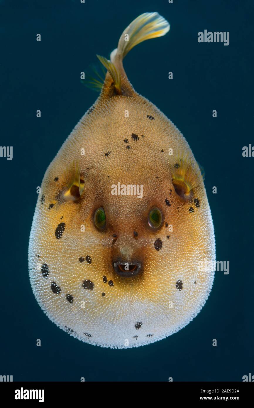 Guineafowl Puffer, Orothron meleagris, gold Phase, defensiv verhalten, Tulamben, Bali, Indonesien Stockfoto