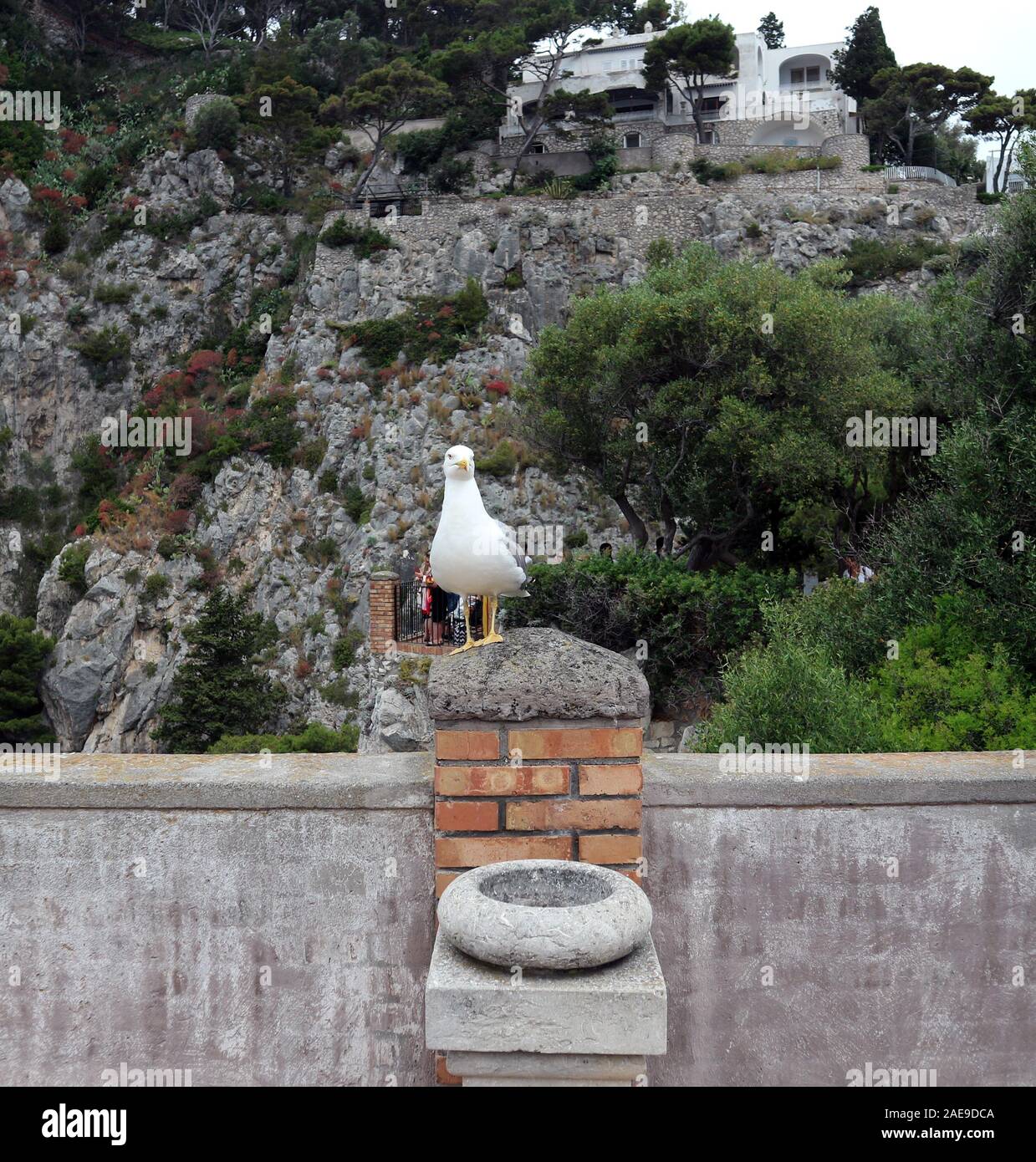 Möwe auf der Insel Capri Stockfoto