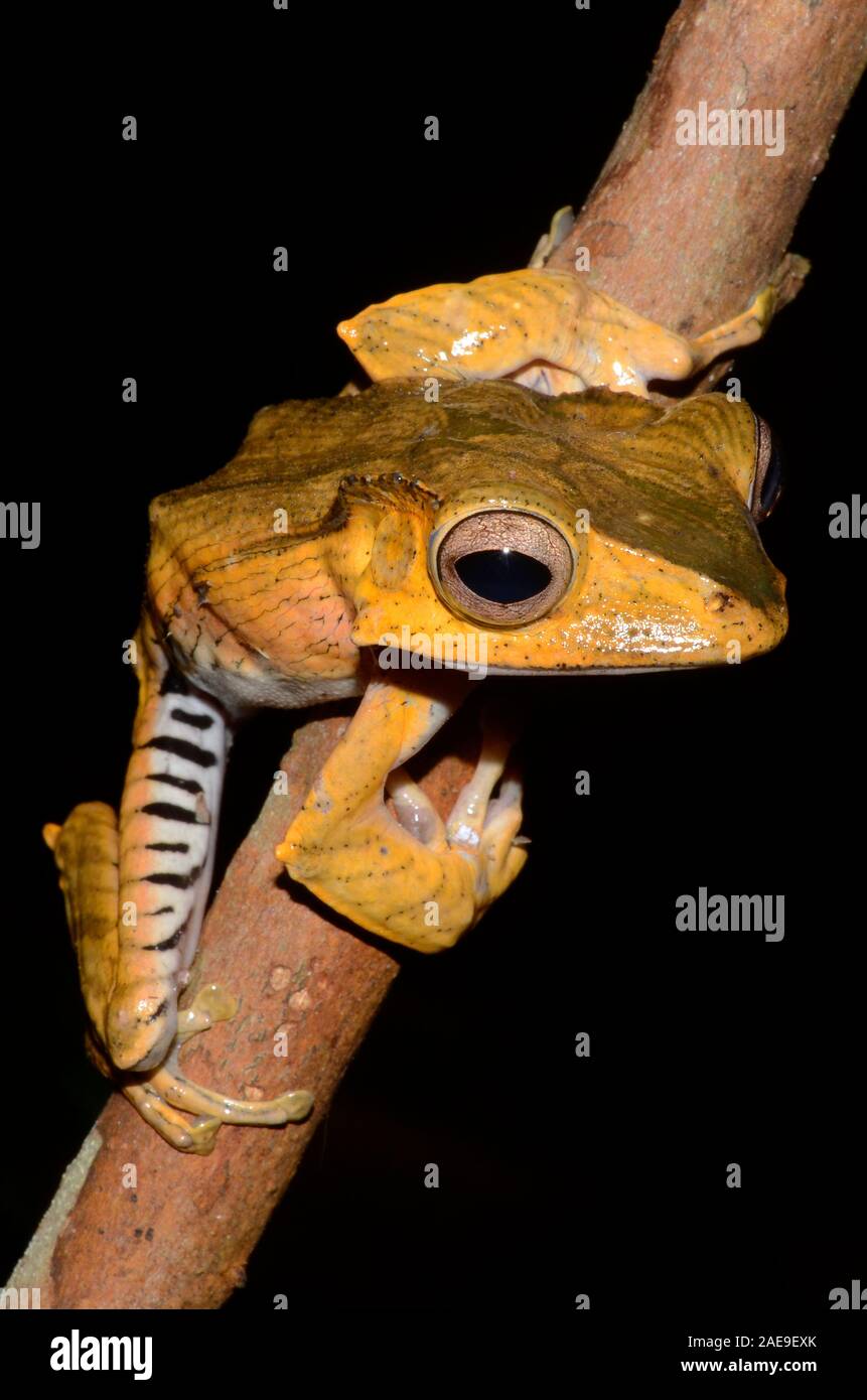 Datei-eared Laubfrosch, Polypedates otilophus, kubah Nationalpark, Borneo, Malaysia Stockfoto