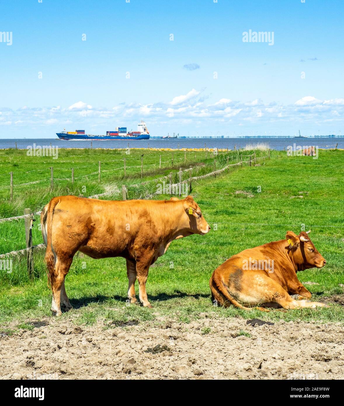 Junge Bullen im Fahrerlager auf einem Bauernhof an der Elbe Cuxhaven Niedersachsen Deutschland. Stockfoto