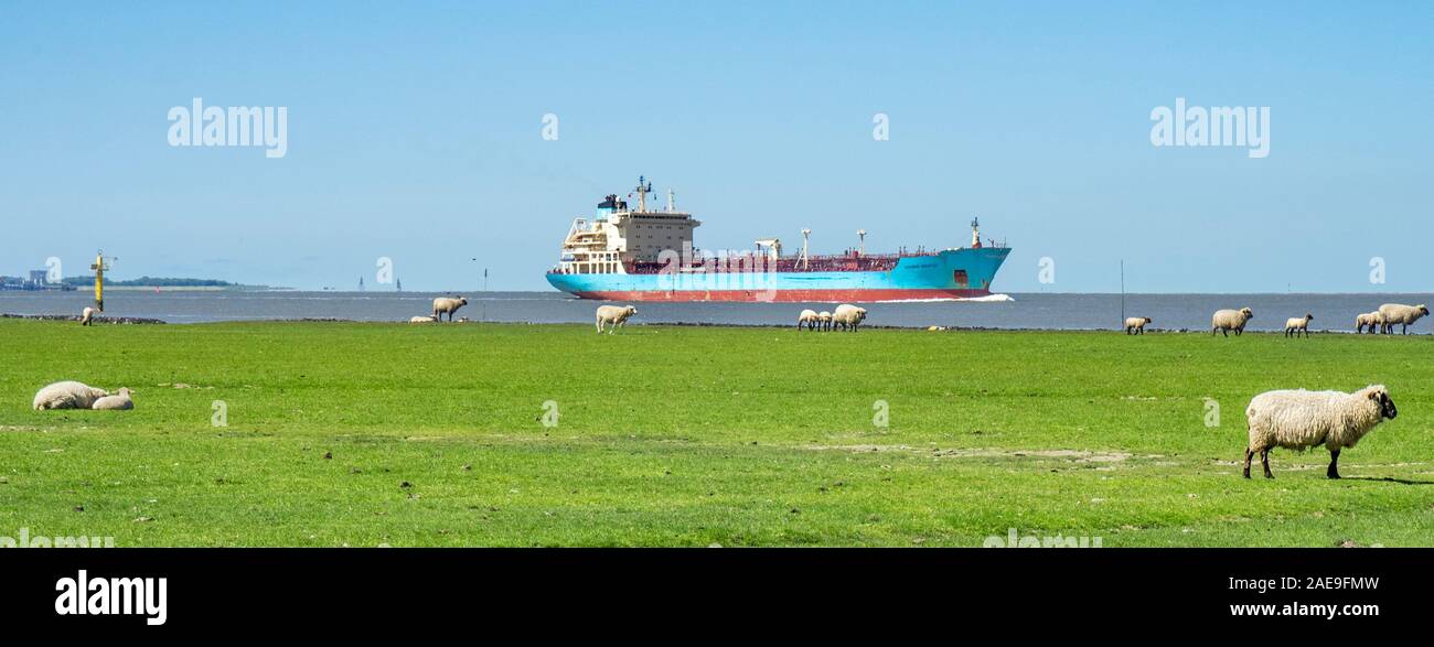 Auf Rasenfeld weidende Schafe und o Chemietanker MAERSK Bristol segeln am Elbufer Cuxhaven Niedersachsen Deutschland. Stockfoto